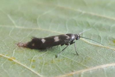Scythris scopolella