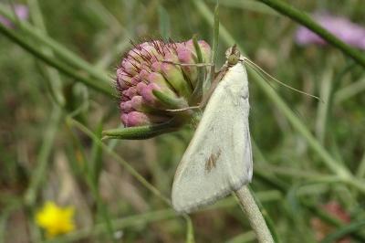 Sitochroa palealis