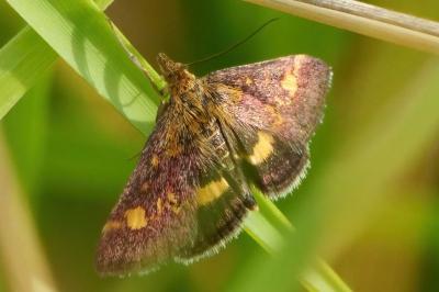 Pyrausta aurata