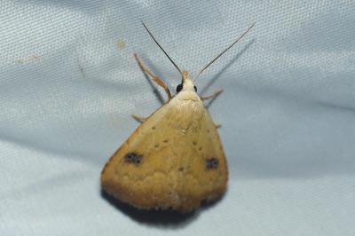 Rivula sericealis