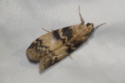Euzophera pinguis