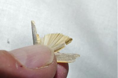 Manulea complana