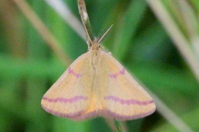 Lythria purpuraria