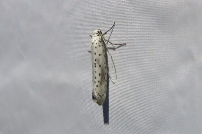 Yponomeuta irrorella