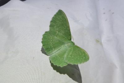 Geometra papilionaria