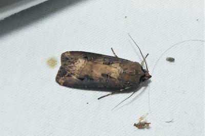 Agrotis ipsilon