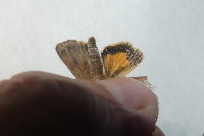 Noctua interjecta