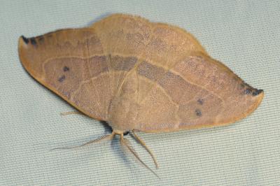 Watsonalla uncinula
