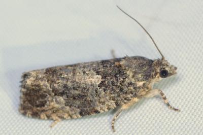 Eudemis profundana