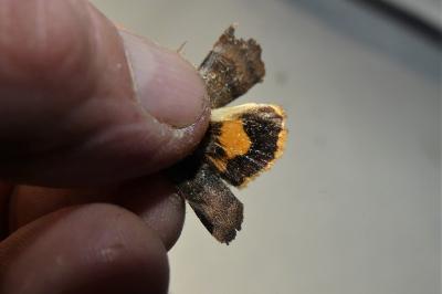 Noctua janthe