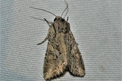 Lacanobia blenna