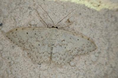 Scopula marginepunctata