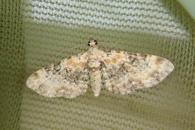 Eupithecia pulchellata