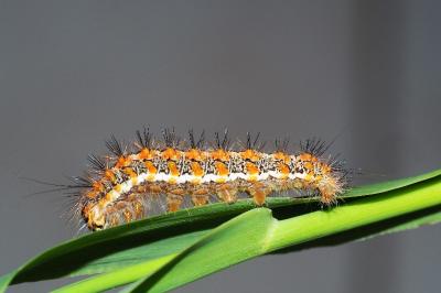 Acronicta albovenosa