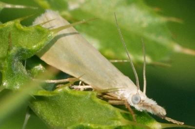 Crambus perlellus