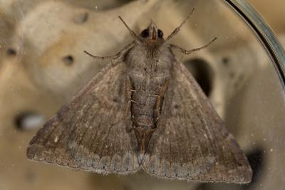 Dysgonia algira
