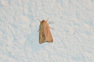 Mythimna pallens