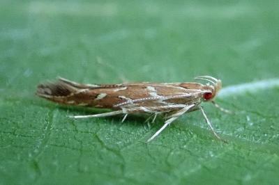Pyroderces argyrogrammos