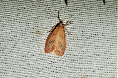 Miltochrista miniata
