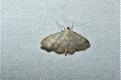 Idaea biselata