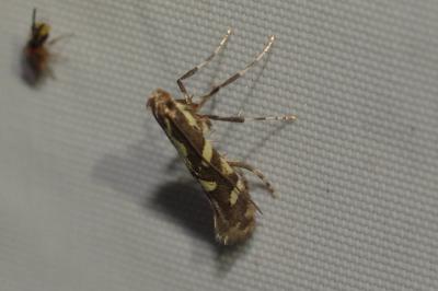 Calybites phasianipennella