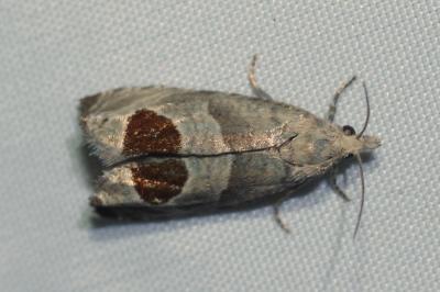 Notocelia uddmanniana