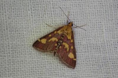 Pyrausta purpuralis