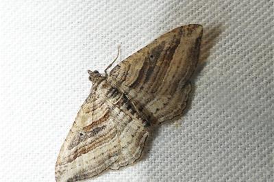 Costaconvexa polygrammata