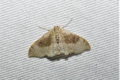 Idaea degeneraria