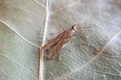 Metzneria lappella
