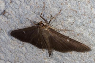 Cydalima perspectalis