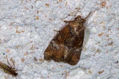 Mesoligia furuncula