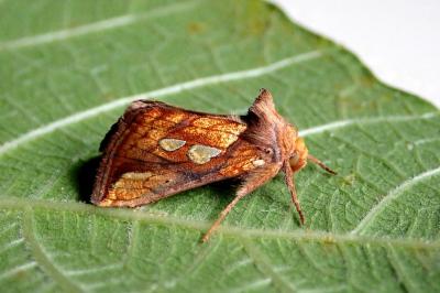 Plusia festucae