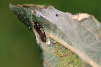 Clostera pigra