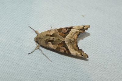 Phlogophora meticulosa