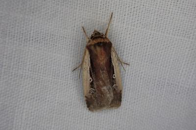 Ochropleura plecta