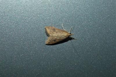 Udea ferrugalis