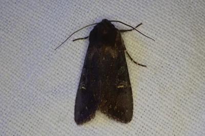 Aporophyla nigra