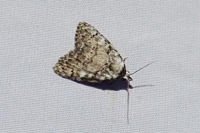 Meganola strigula