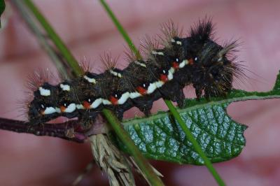 Acronicta rumicis