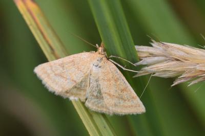 Psammotis pulveralis