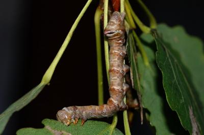 Pheosia tremula