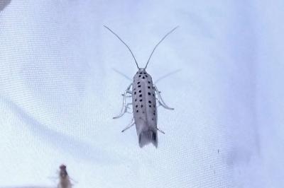 Yponomeuta sedella
