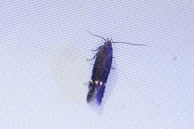 Aproaerema anthyllidella