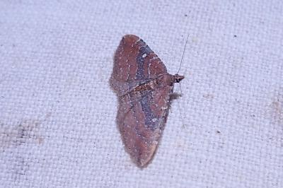 Nycterosea obstipata