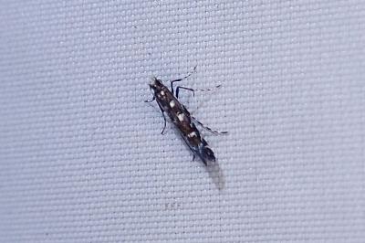 Parectopa ononidis