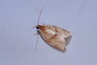 Clepsis rurinana