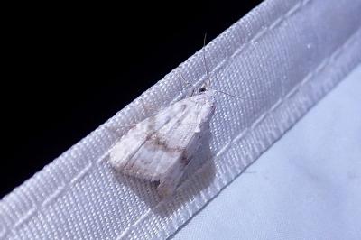 Meganola albula