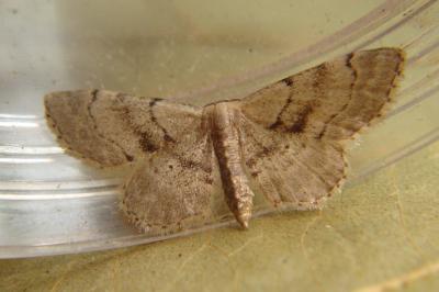 Idaea laevigata
