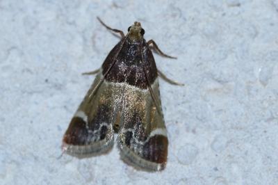 Pyralis farinalis